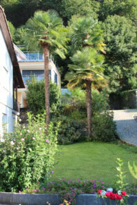 garten mit palmen san nazzaro lago maggiore tessin ferienwohnung