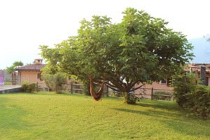 garten mit haengematte ferienwohnung san nazzaro lago maggiore tessin