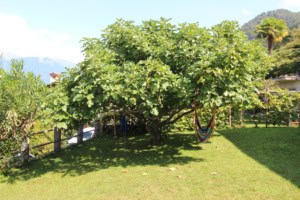 Großer Baum im Garten mit Hängematte und Blick auf Berge.