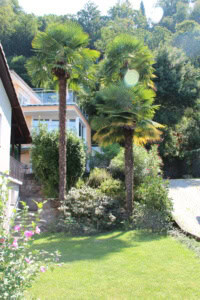 Garten mit Palmen, grünem Rasen und Blick auf modernes Haus im Hintergrund.