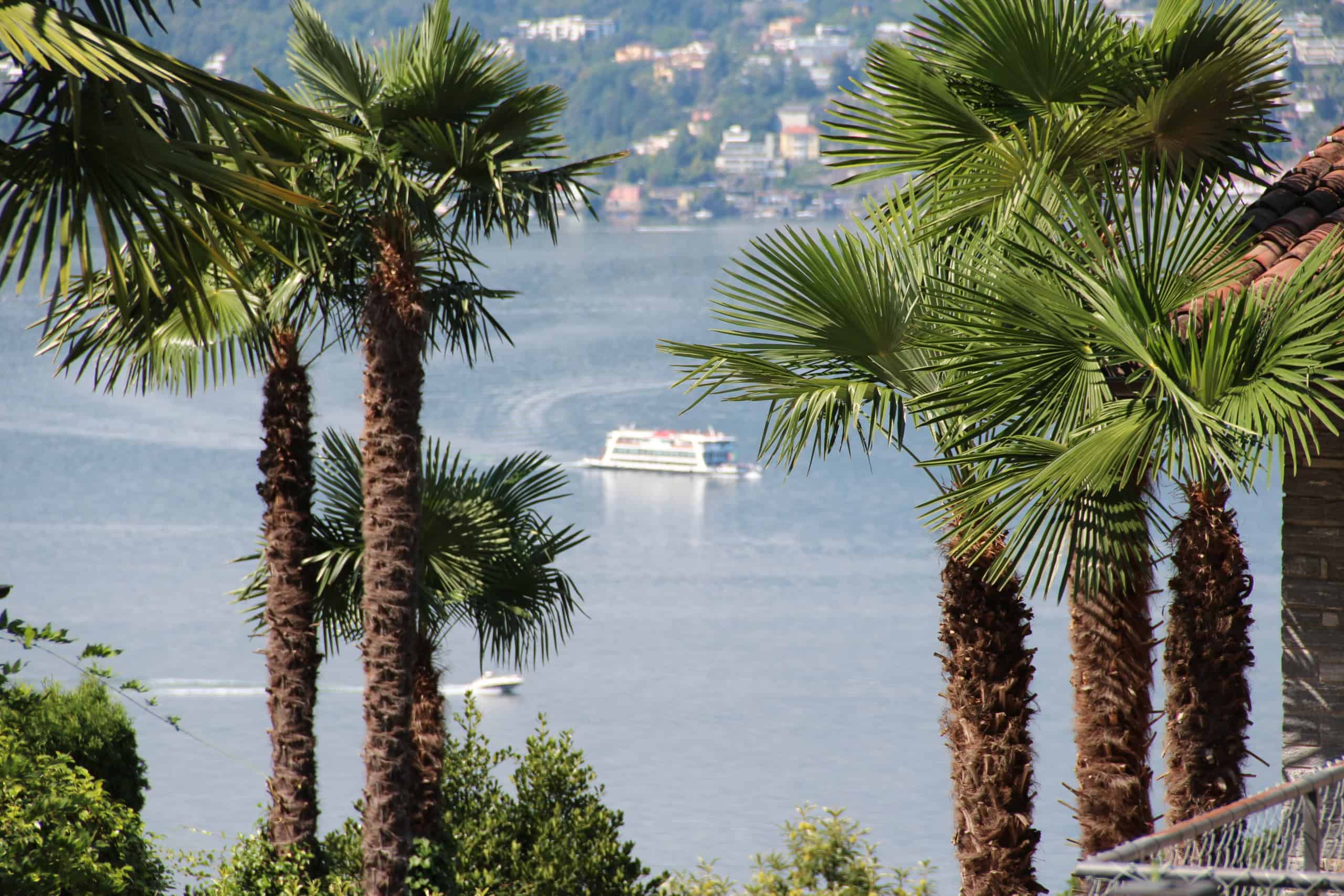 palmen lago maggiore schiff san nazzaro tessin ferienwohnung
